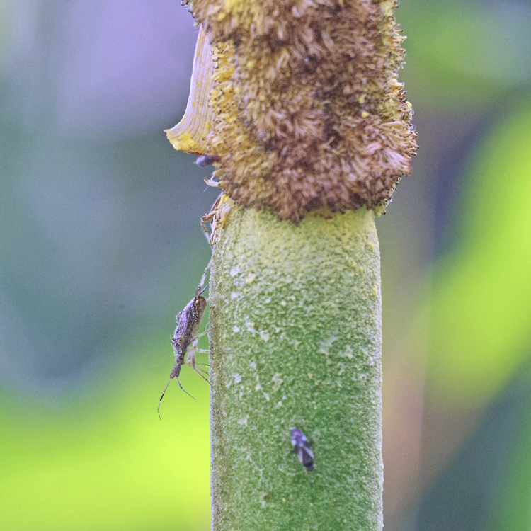 Bug o’the Week – And Now for Something Different – Cattails – Riveredge ...