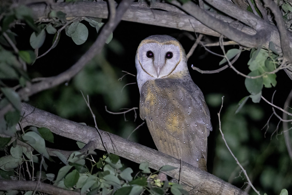 close up of a barn owl perched in a tree at night lit up by a light
