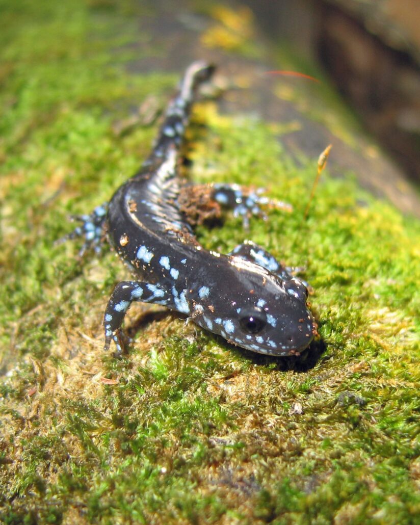 close of up a blue spotted salamander on a mossy rock