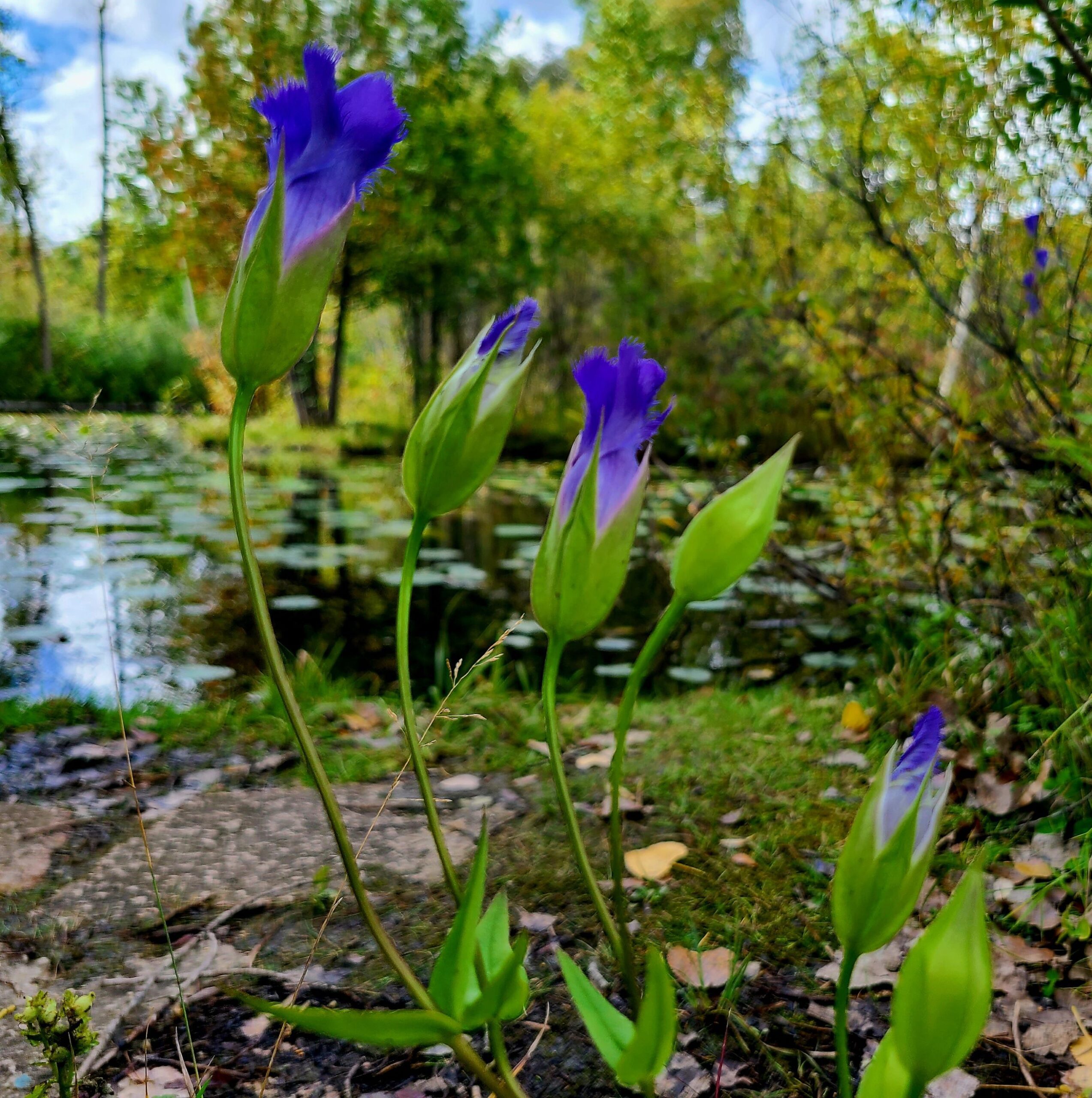 close up of purple fringed gentian flowers growing next to a pond with the pond and trees in the background