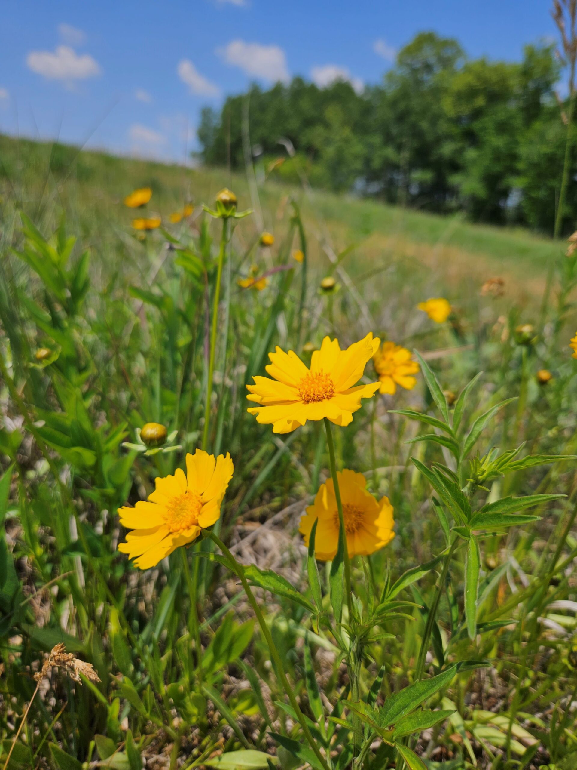 close up of a yellow coreopsis flower in a prairie with prairie grass and trees in the background