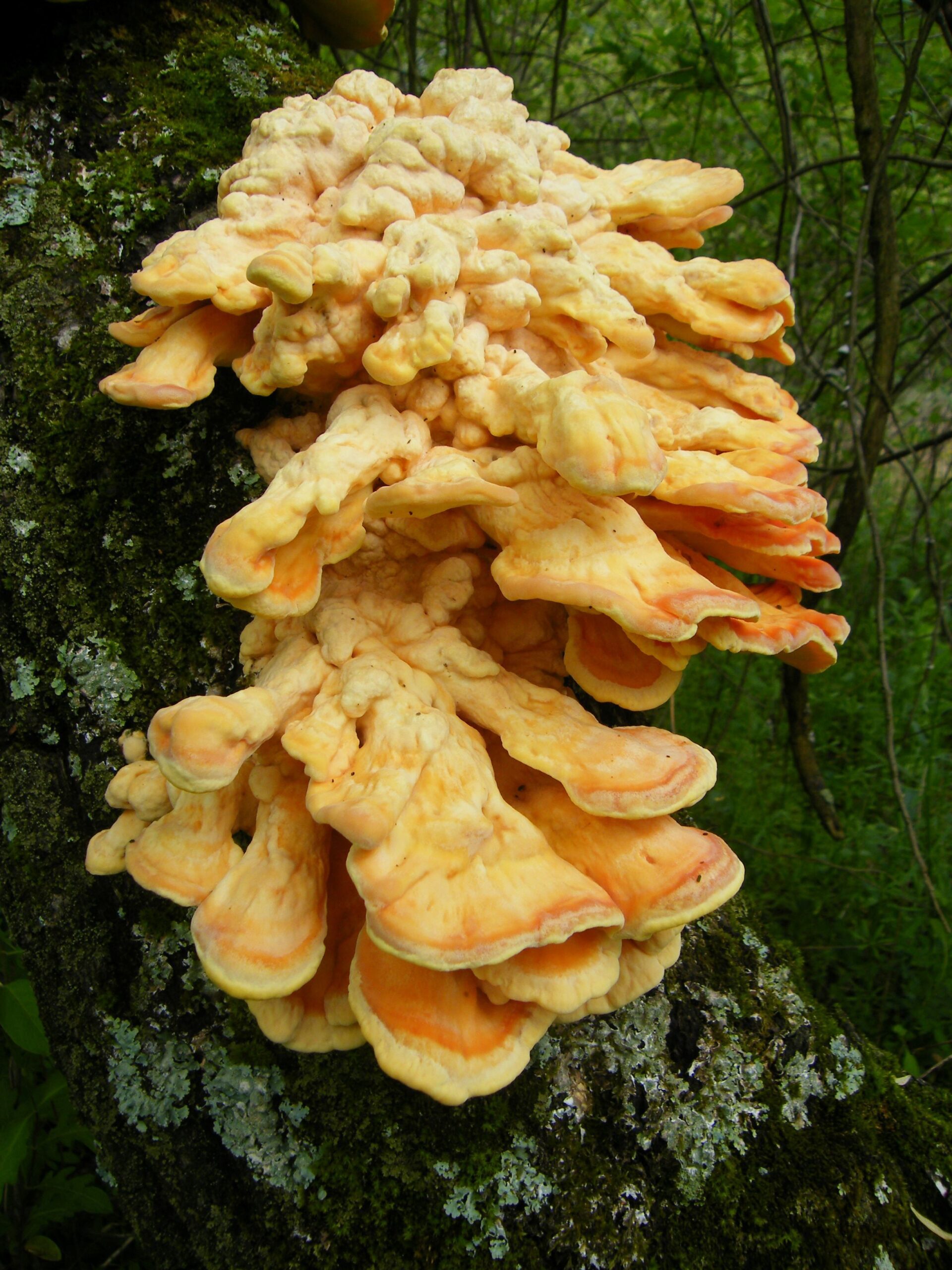 large orange chicken of the woods mushroom growing on a tree trunk