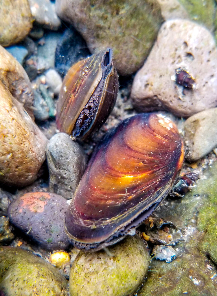 close up of freshwater mussels surrounded by rocks