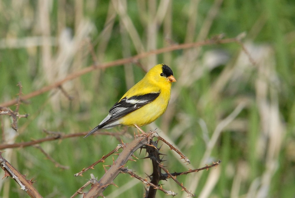 close up of a yellow and black american goldfinch perched on a branch in a prairie